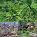 Pemandangan Sawah Teras Di Tegalalang Ubud Bali