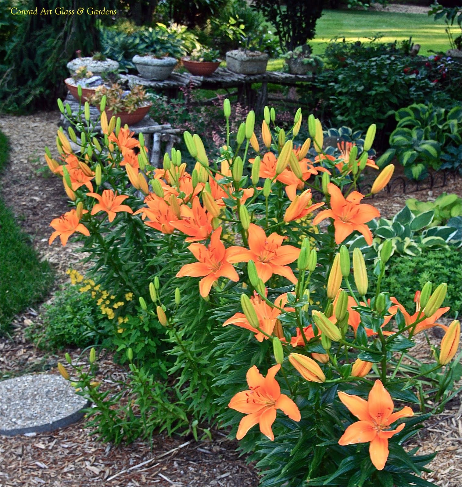 The beginning of asiatic lily season... Conrad Art Glass & Gardens