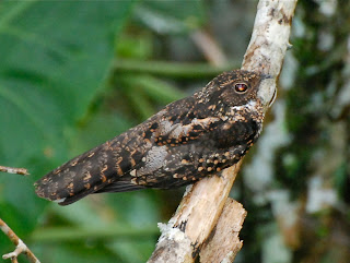 Blackish Nightjar, Caprimulgus nigrescens