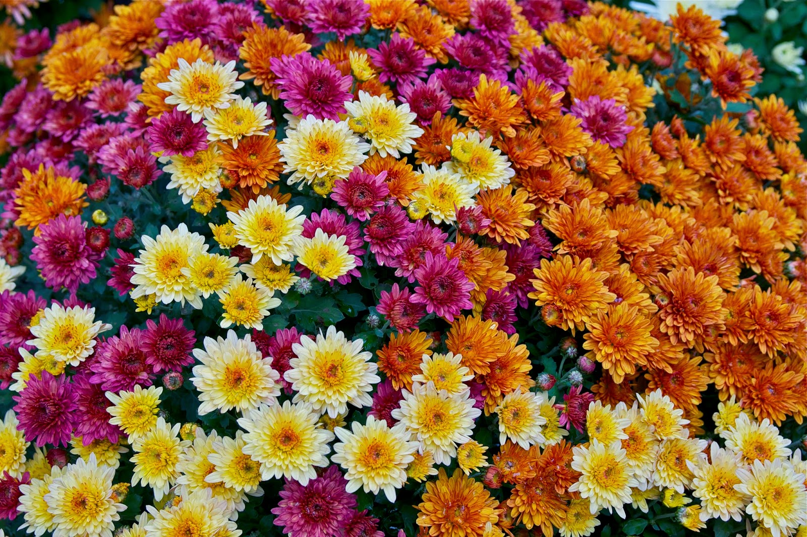 Life Different colors of chrysanthemums (국화)