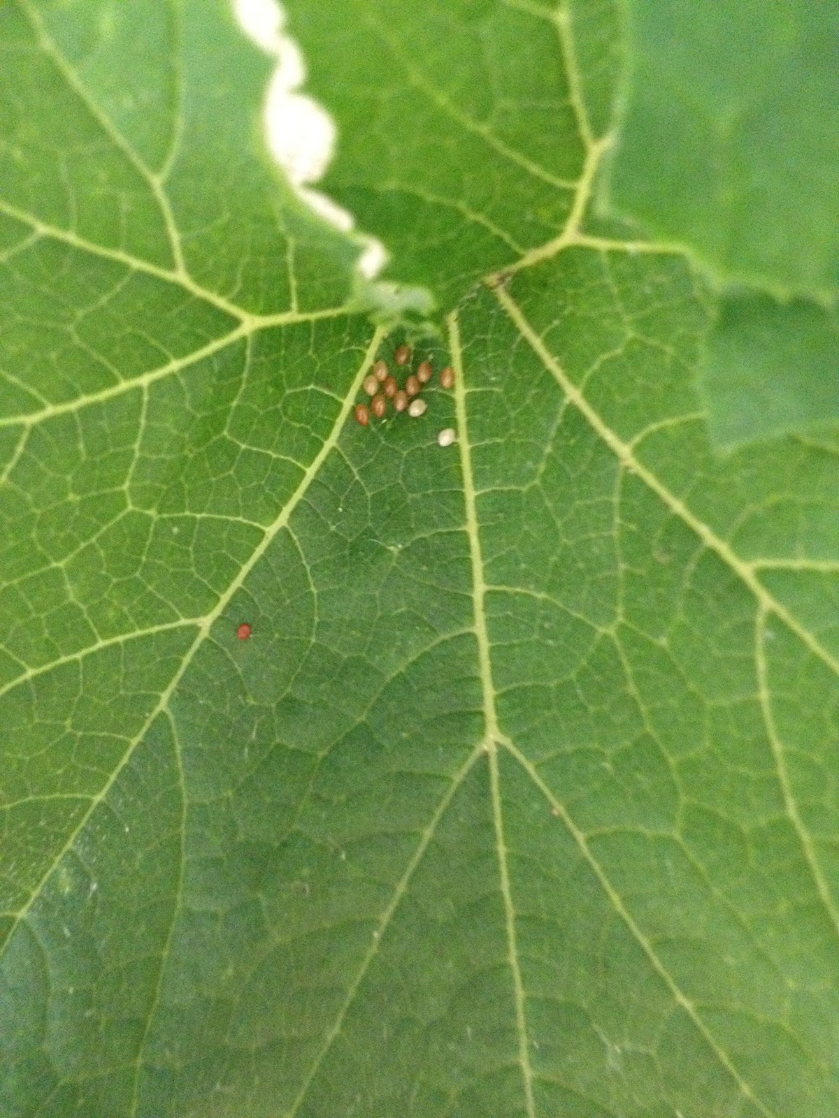 Squishing the Squash Bug At the Water's Edge