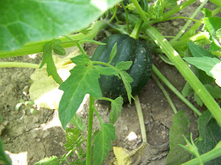 Acorn Squash