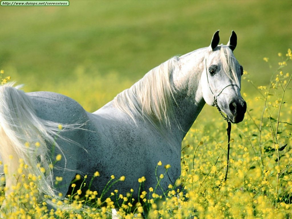 http://4.bp.blogspot.com/-1wOjtIe0p8E/TlPJOTh1yYI/AAAAAAAABp4/wUbNqmtcSeo/s1600/Wallpapers%2B-%2BAnimales%2Bby%2BAlms%2521%2521%2B%2528205%2529.jpg