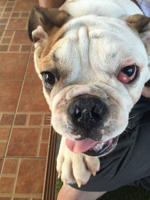 ,keyword,สุนัขพันธุ์บูลด็อก,บลูด๊อกน่ารัก, ด็อกแท็ก,หมาbulldog,สุนัขbulldog,PINTObulldog,PINTO,pinto,ปิ่นโตbulldog,ปิ่นโตหมา,ปิ่นโตสุนัข,สุนัขขี้สงสัย,บลูด็อกน่ารัก, Cherry Eye in Dog, Cherry Eye, เชอรรี่ อาย, โรคเชอร์รี่ อาย, ตา เชอร์รี่อาย, ตาเชอร์รี่อาย, Cherryeye