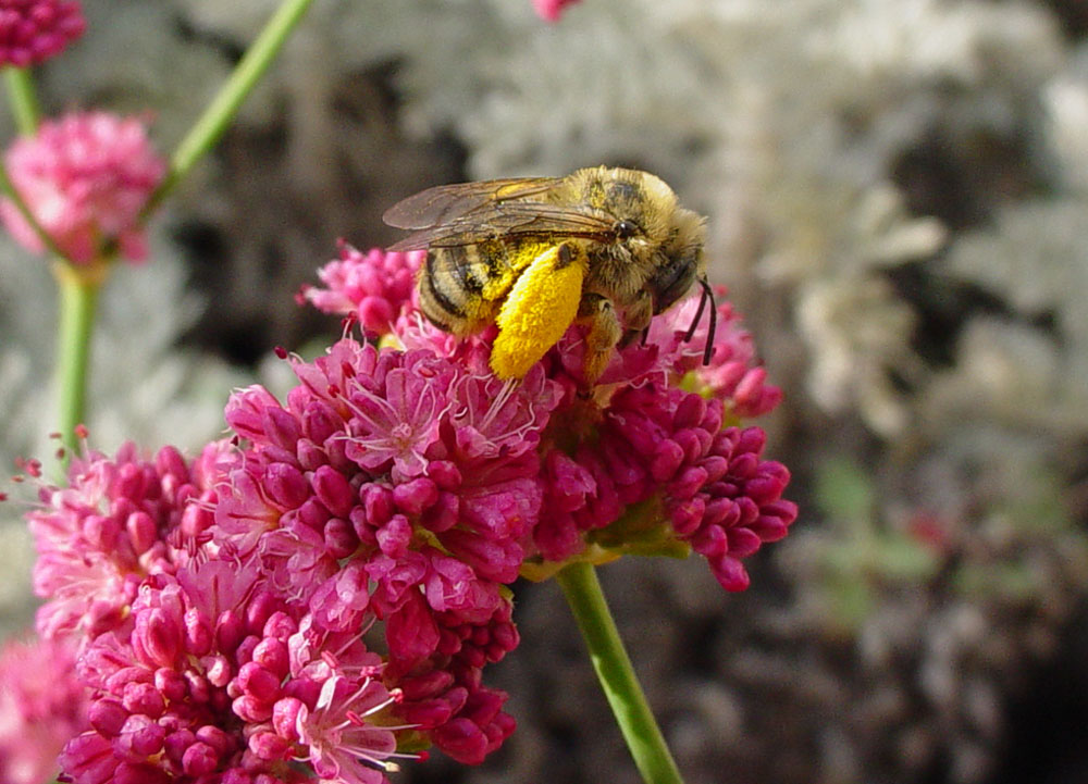 Mother Nature's Backyard A Waterwise Garden Plant of the Month