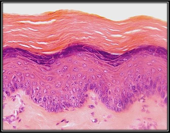 PPT What is Chromatography PowerPoint presentation