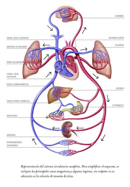 ANATOMIA, FISIOLOGIA Y EDUCACION PARA LA SALUD: Sistema Circulatorio ANATOMIA, FISIOLOGIA Y EDUCACION PARA LA SALUD: Sistema Circulatorio