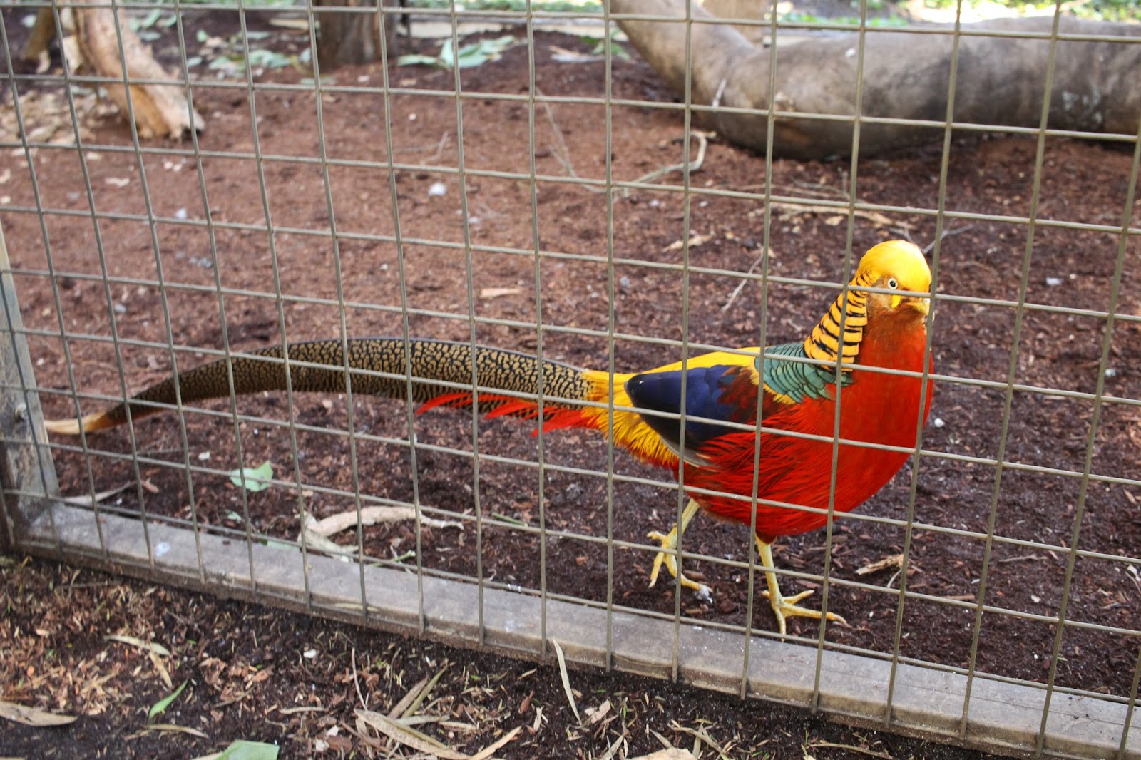 Anchors, Bows, and a Doxie Caversham Wildlife Sanctuary