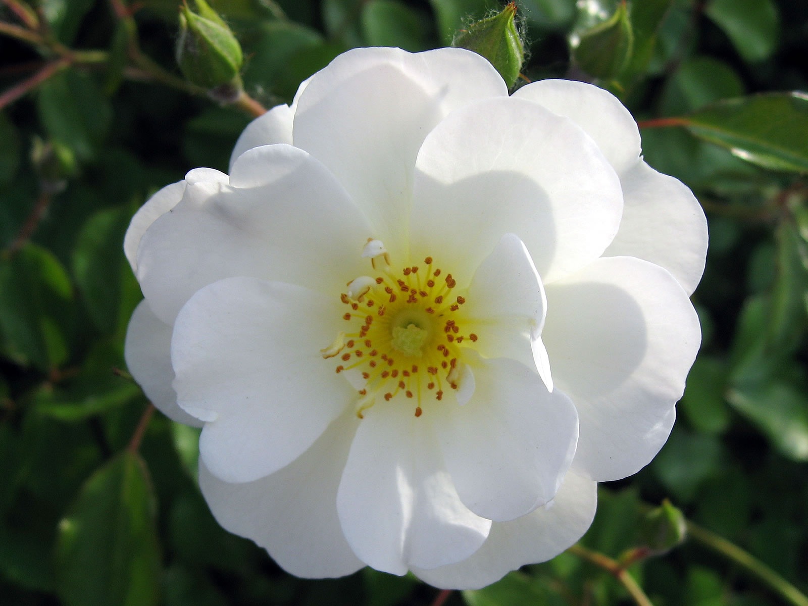 flowers_white_rose_flowers-0243.jpg