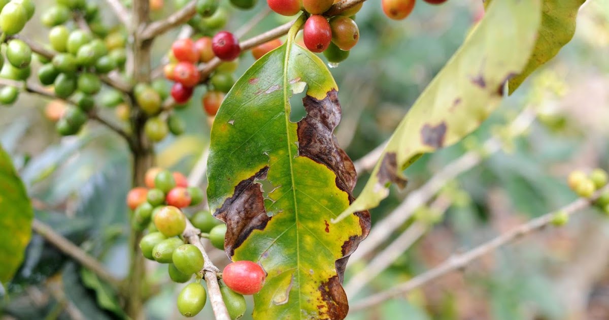 Unión MicroFinanza Coffee leaf rust damages fields, production