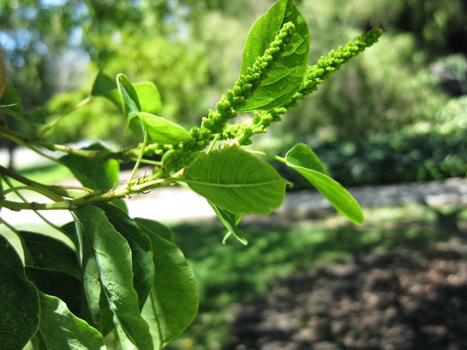 Trees of Santa Cruz County Triadica sebifera Chinese Tallow Tree