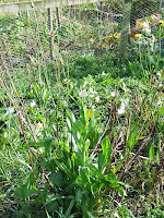 Scorzonera Scorzonera