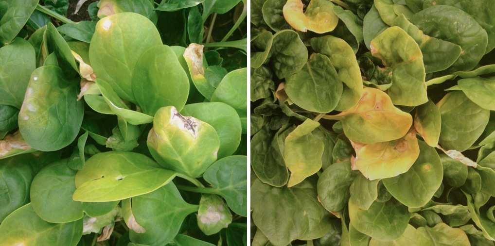 wintergreens Colletotrichum another spinach disease