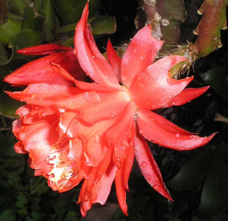 cactus orquídea epiphyllum vermelha