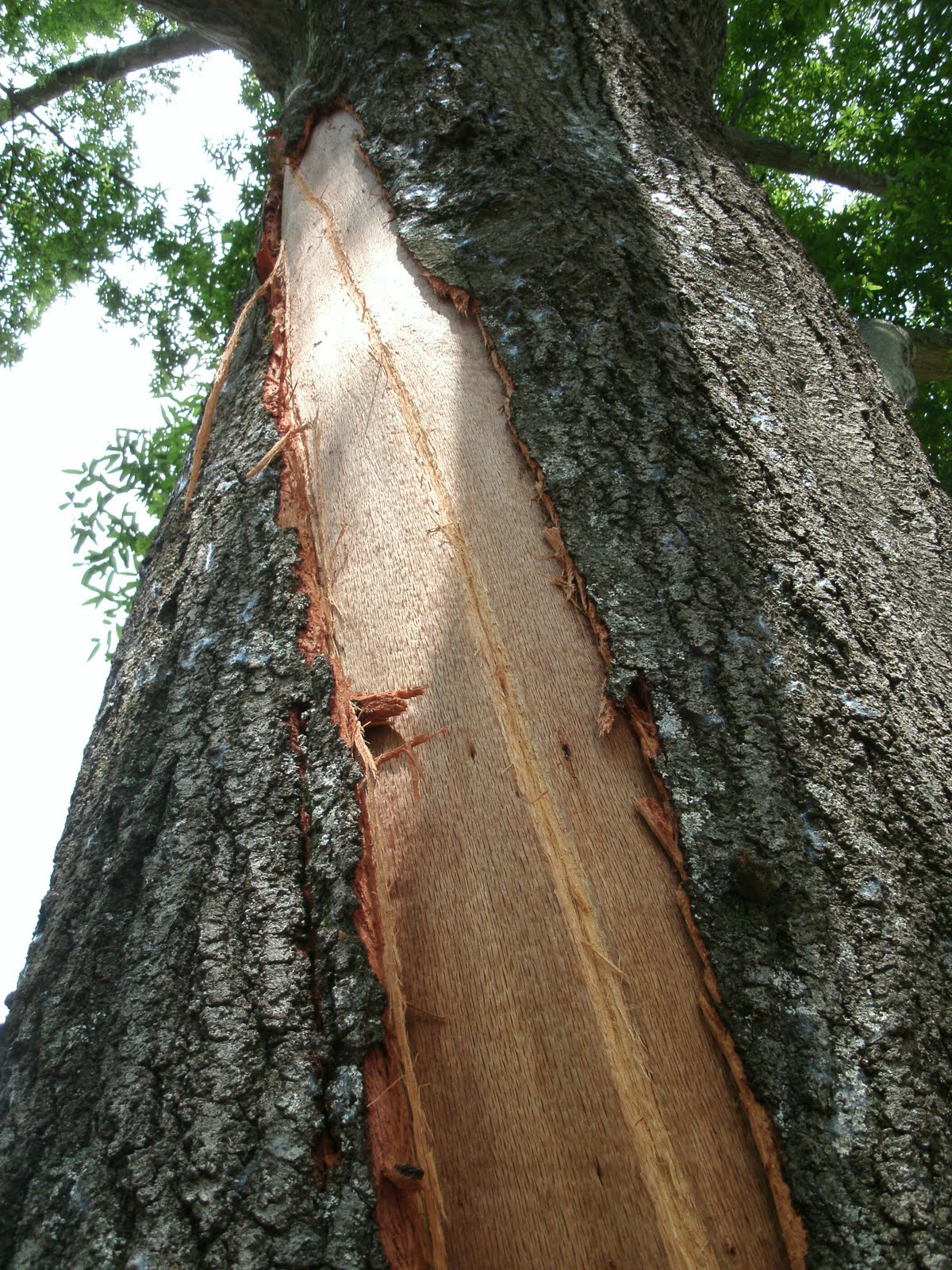 Quantumleap42 Lightning Struck a Tree