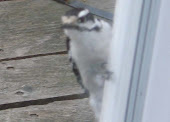 Female "Downy Woodpecker"