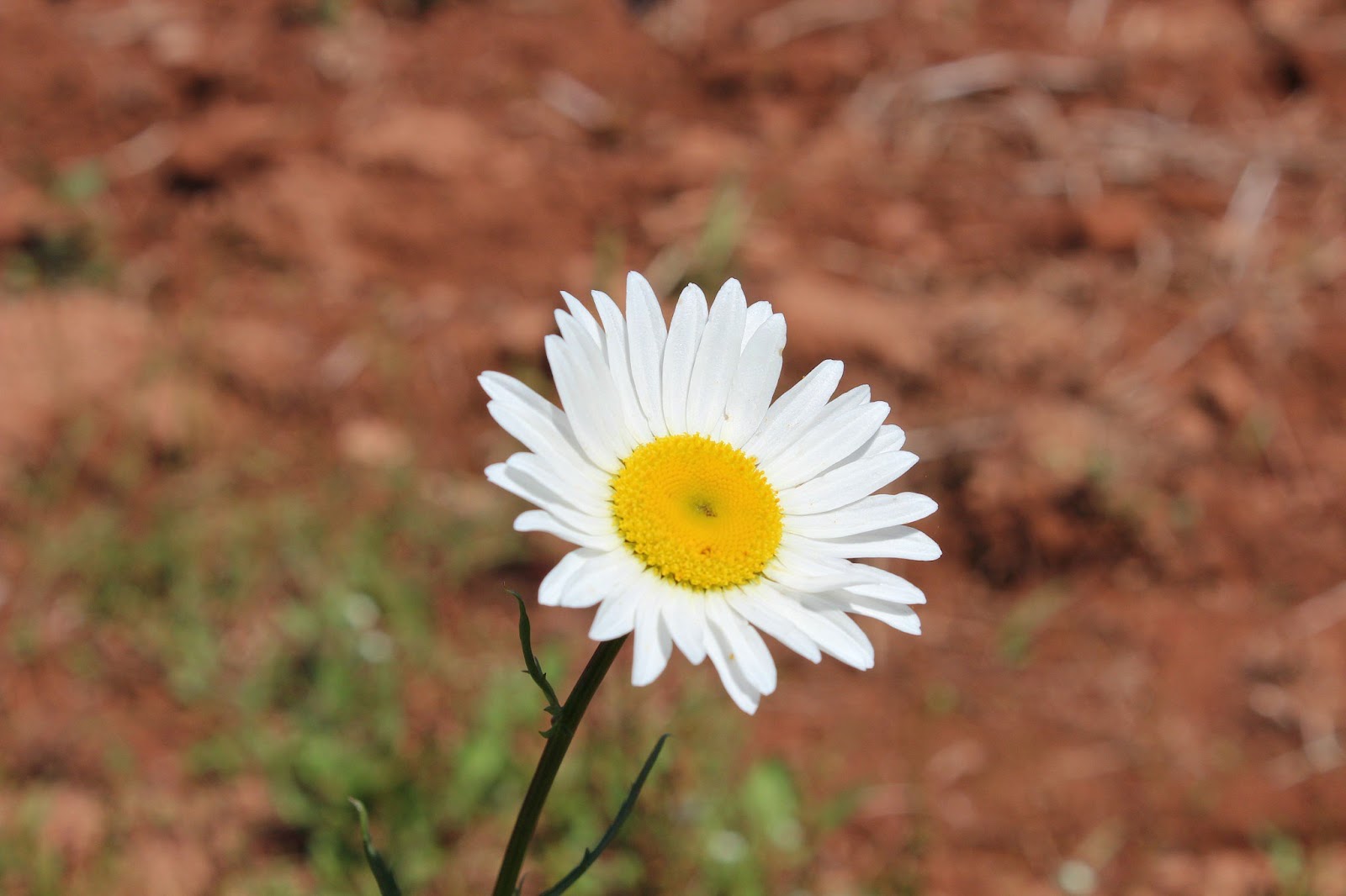 PEI Wildflowers White