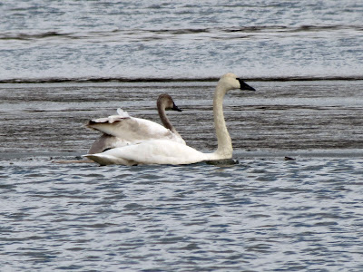 Tundra Swan - Old Davis Tannery, Kingston, Ontario, Canada
