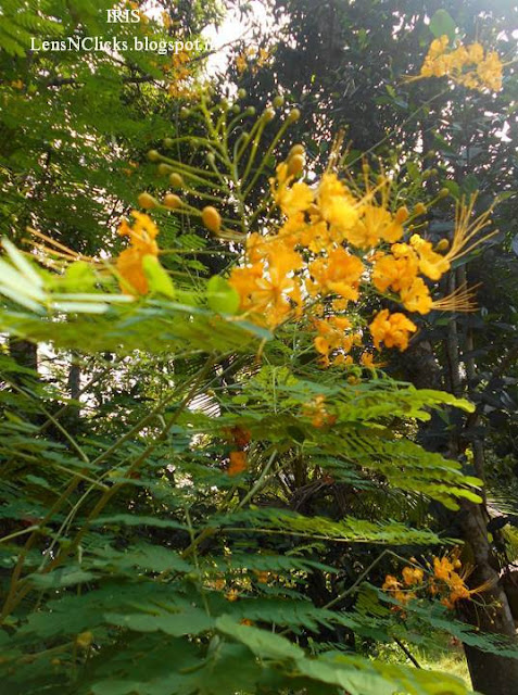 Ambalapara Blossoms