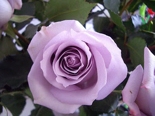 Exotic Lavender Roses Exotic Lavender Roses