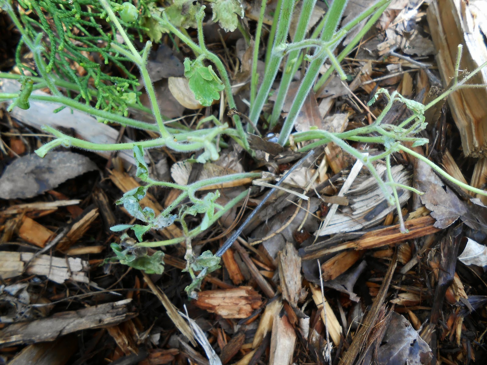 Sproutsandstuff Something eating your Aquilegia (Columbine)? It Might