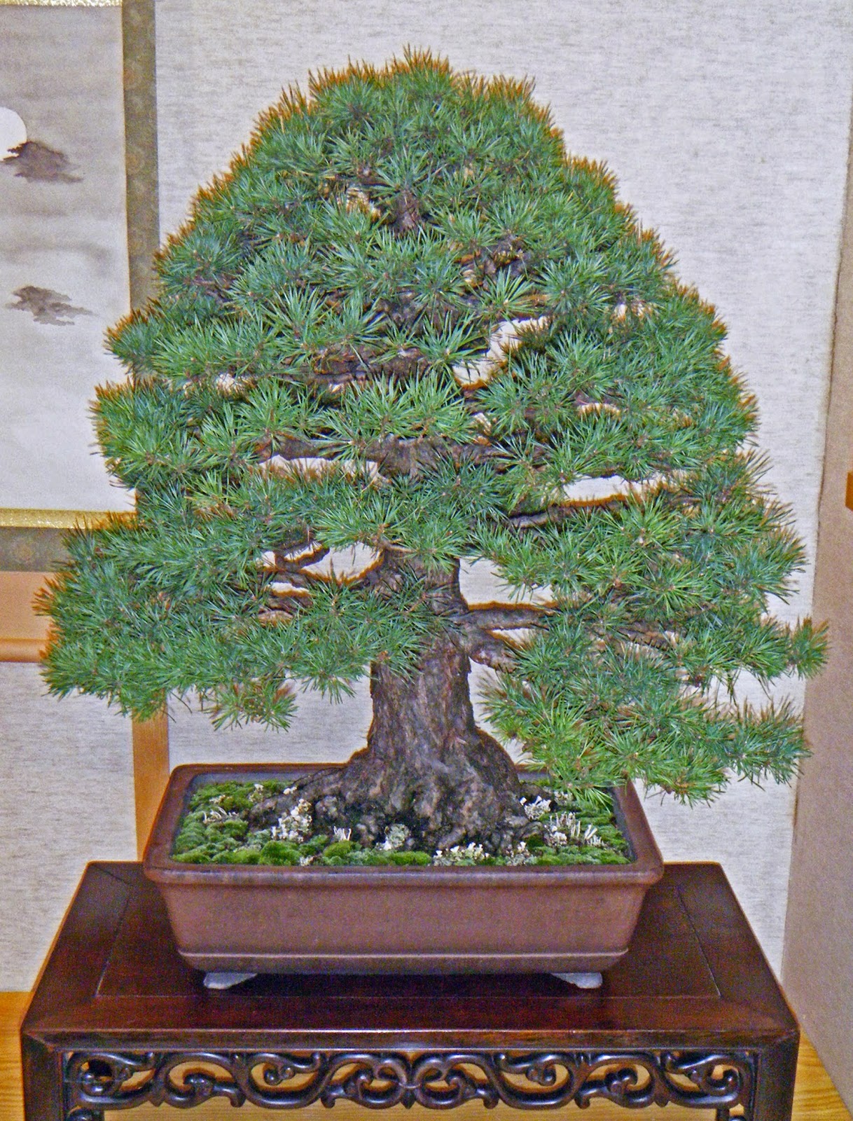 Bonsai In Hoosierland Mid America Bonsai Show 2014 Part 1 Bests Bonsai In Hoosierland Mid America Bonsai Show 2014 Part 1 Bests