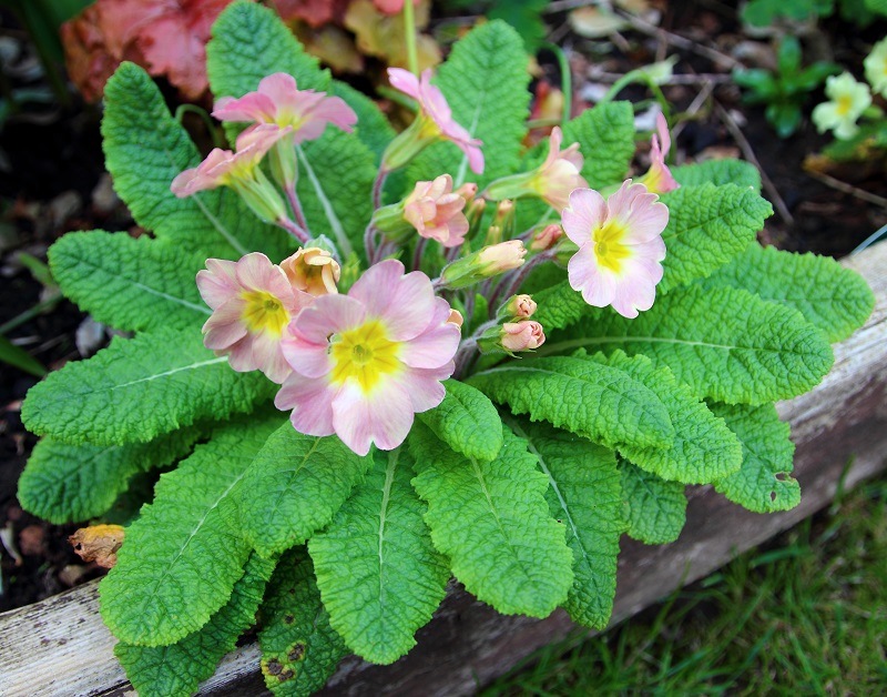 Up the Primrose Path