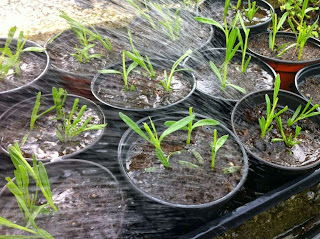 Tolle Gartentipps