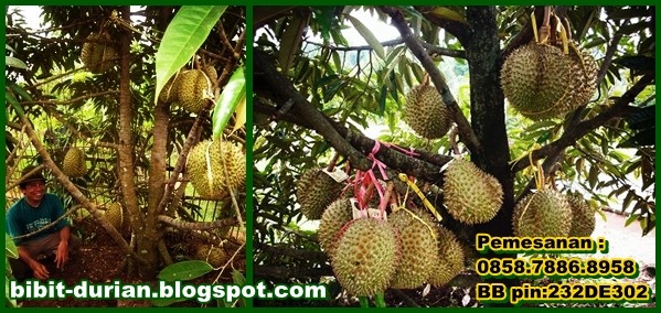Pohon Durian Bawor
