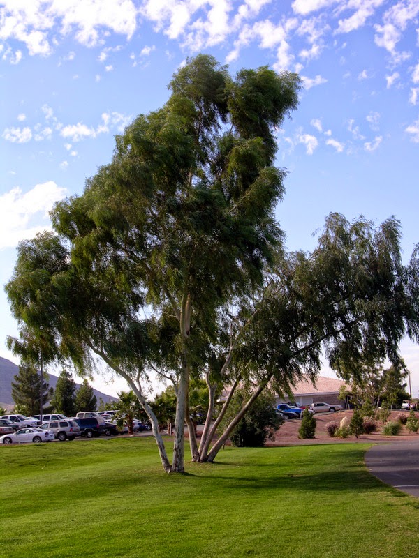 Xtremehorticulture of the Desert Black Ooze from