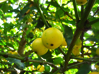 Bacupari-mirim, Garcinia brasiliensis Bacupari-mirim, Garcinia brasiliensis