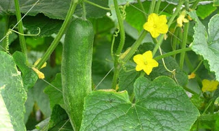 Budidaya Tanaman Timun (Cucumis satifus) Budidaya Tanaman Timun (Cucumis satifus)