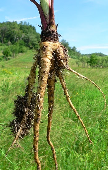 Pastinaca (parsnip) Pastinaca (parsnip)