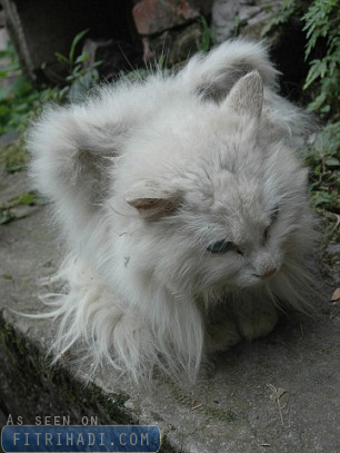 gambar kucing bersayap china gambar kucing bersayap china