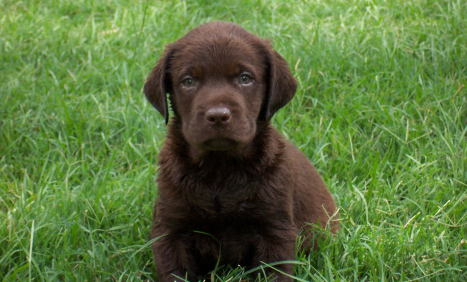 Chocolate Labrador Puppies For Sale In South Florida