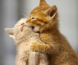 kucing comel8 Gelagat Si Comel