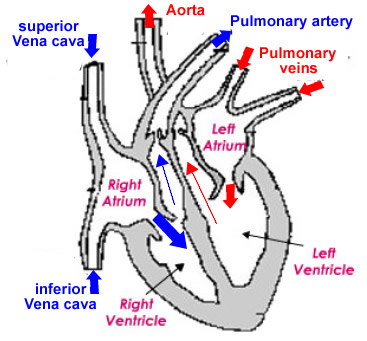 sweetibnotes: Topic 6 - Human health and physiology I