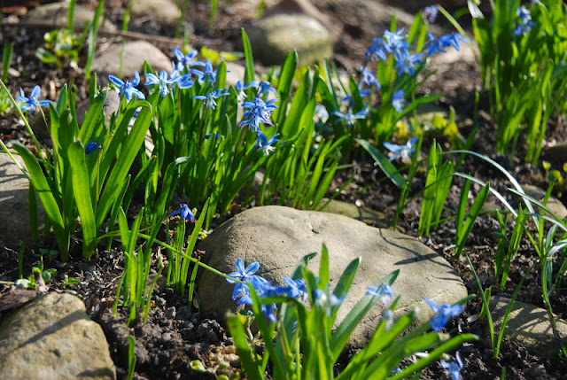 Scilla siberica 'Spring Beauty', also known as Siberian or wood squill, blooming in our little rock garden. Scilla siberica 'Spring Beauty', also known as Siberian or wood squill, blooming in our little rock garden.