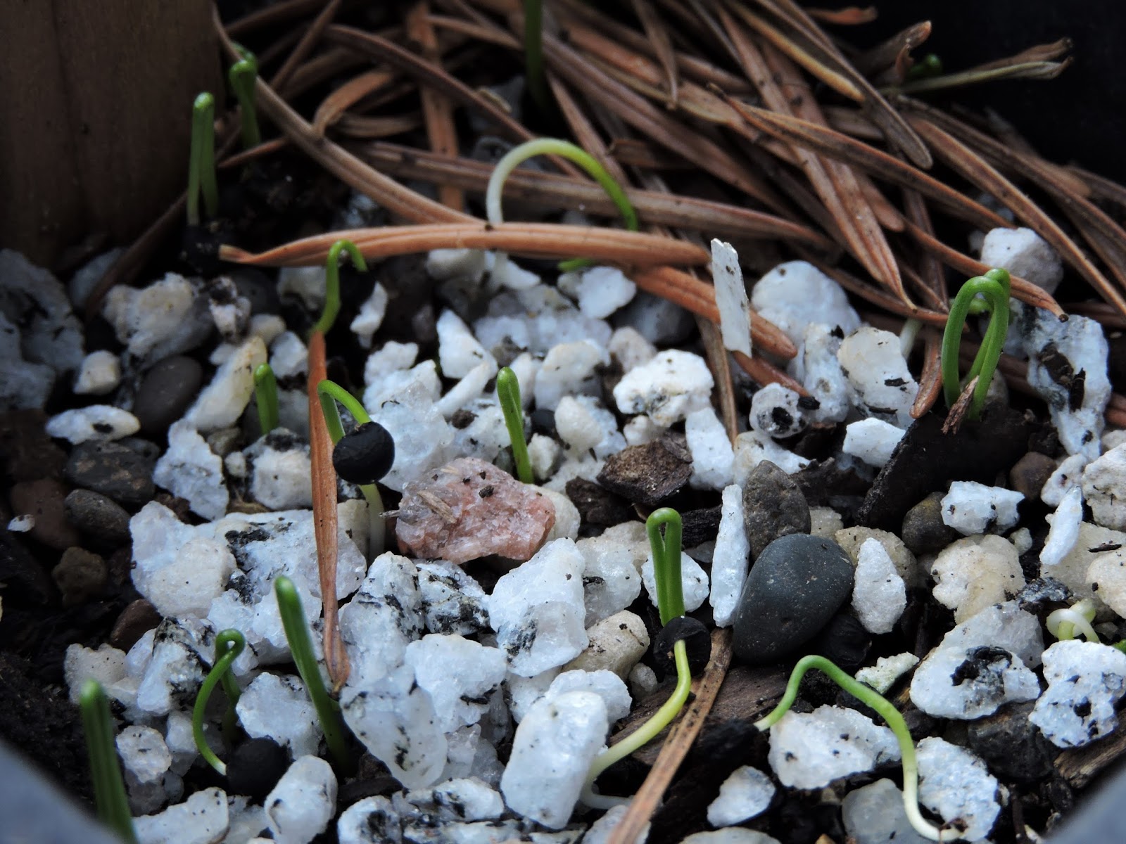The Amateur Anthecologist Bulbs from Seed Germination