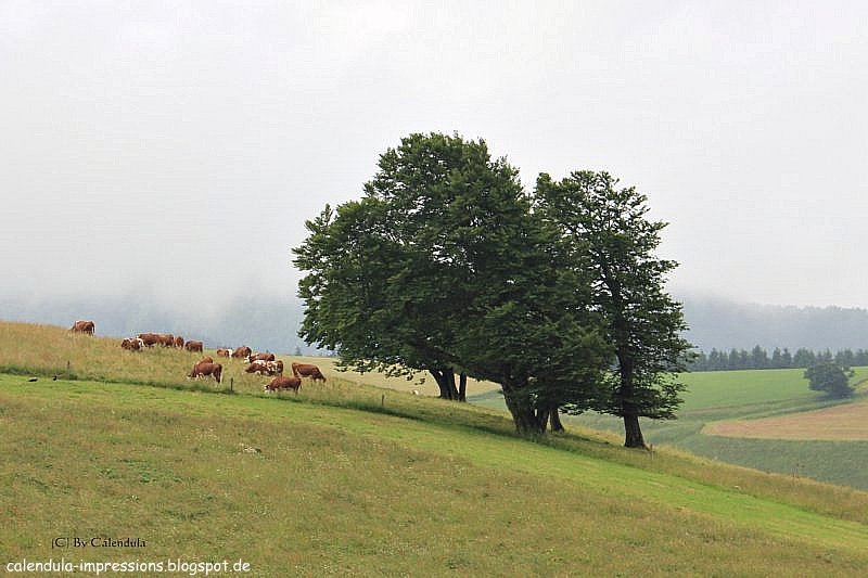 Windschiefe Bäume Schauinsland Schwarzwald