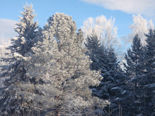 winter trees