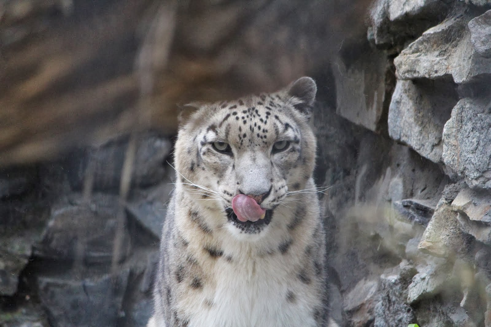 Snow Leopard