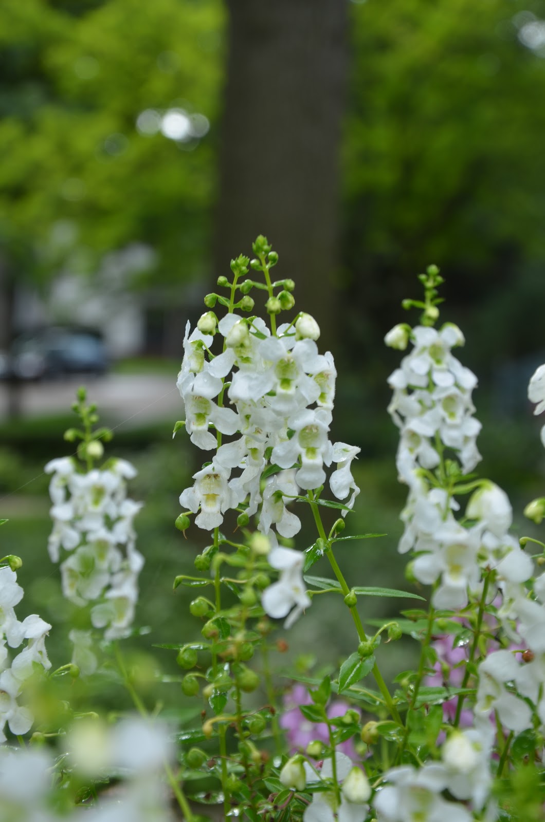 Zone Five and a Half White Flowers White Garden Purely Neutral