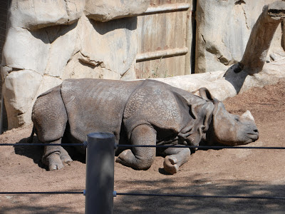 San Diego zoo rhino picture San Diego zoo rhino picture