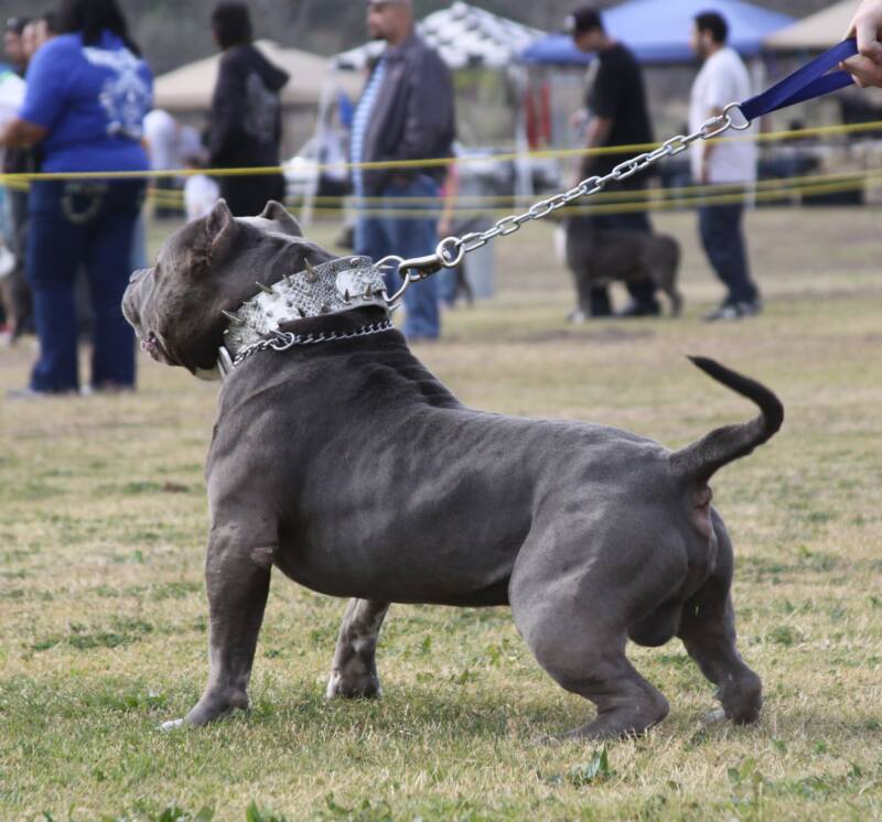 World's Biggest Pitbull