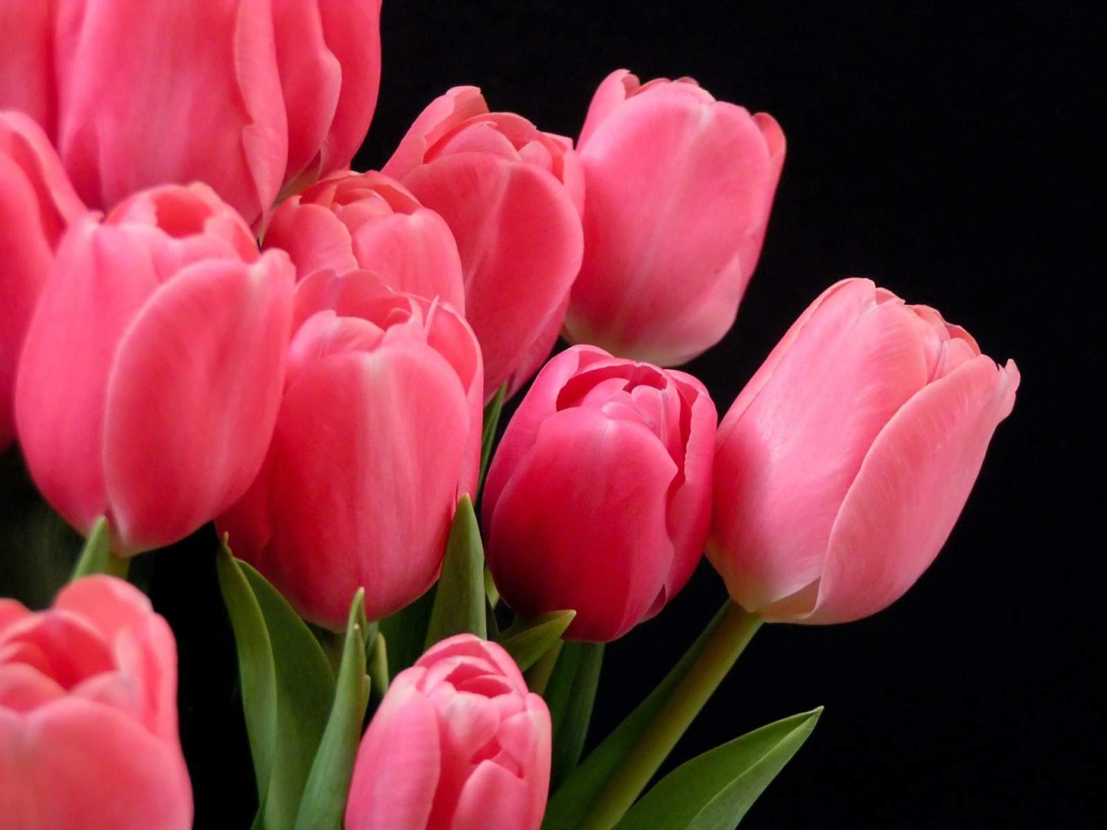 One Time Keunikan Bunga Tulip One Time Keunikan Bunga Tulip