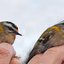 Firecrests & Blackcaps - Teifi Marshes today