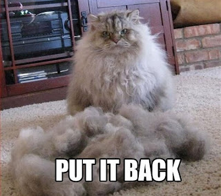 Geschorene Katze: PUt it back.