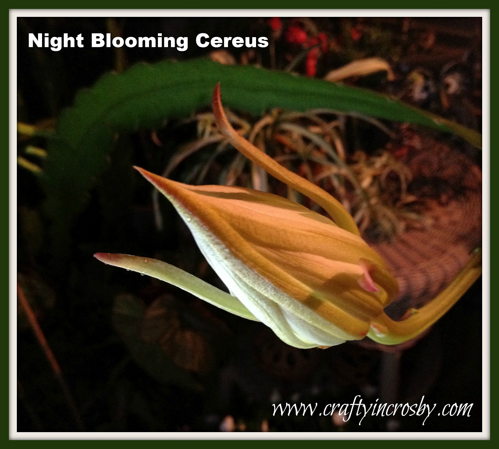 Crafty in Crosby Night Blooming Cereus