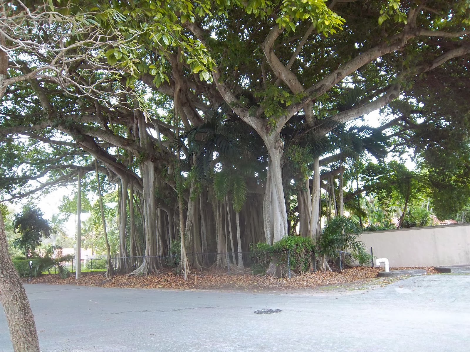 Liliana Usvat Reforestation and Medicinal use of the Trees Sacred Trees Banyan Trees Wish